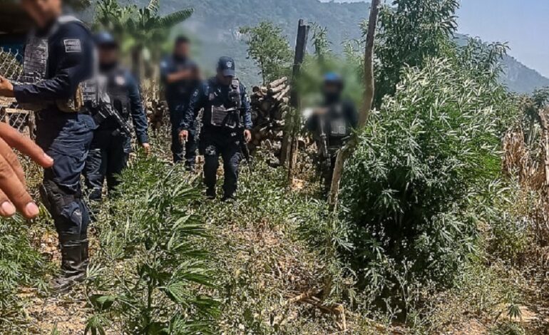 Agentes de la Policía Estatal Aseguran Sembradío de Presunta Marihuana en la Huasteca