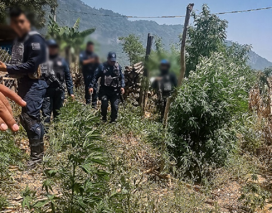 Agentes de la Policía Estatal Aseguran Sembradío de Presunta Marihuana en la Huasteca