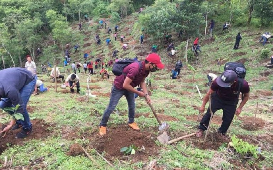 Plantarán 9 millones de árboles en Hidalgo del Programa Sembrando Vida