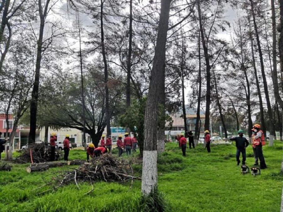 Semarnath  Rescatar Áreas Verdes Que se Encuentran a un Lado del Edificio del Poder Ejecutivo