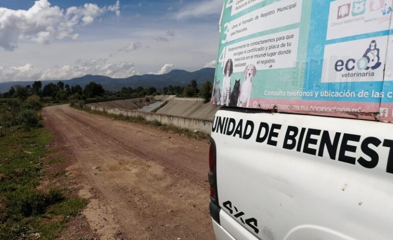 Sanidad Municipal de Tulancingo Atendió Reportes en Torno a Golpes de Calor en Caninos y Gatos