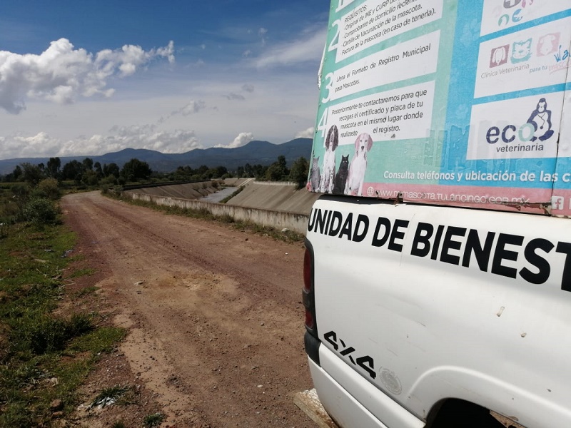 Sanidad Municipal de Tulancingo Atendió Reportes en Torno a Golpes de Calor en Caninos y Gatos