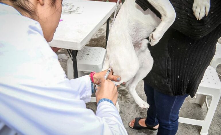 SSH Atiende Como Urgencias Los Casos de Mordeduras de Animales Susceptibles a Padecer Rabia