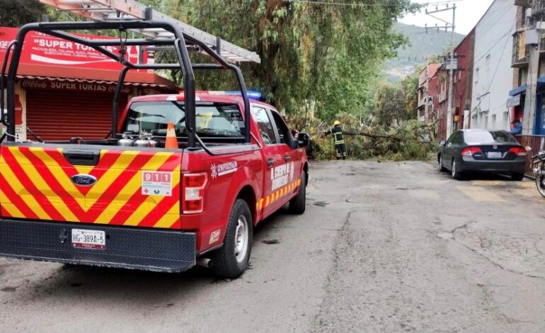 Cae brazo de un árbol de aproximadamente 18 metros de largo, en la calle Venustiano Carranza