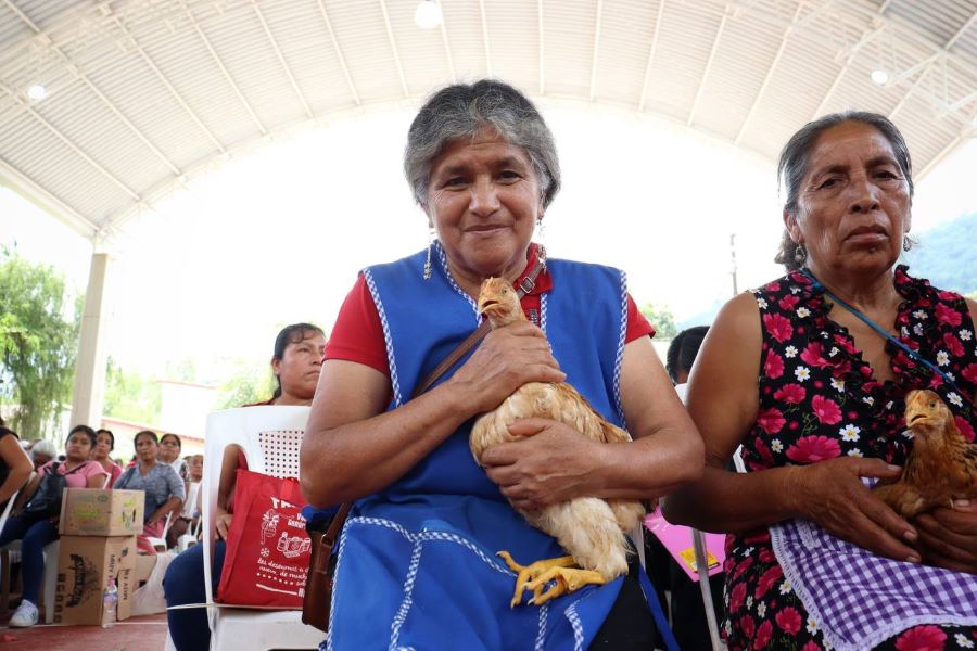 Recibieron Apoyos Pecuarios y Agrícolas Productores de y Calnali y Huazalingo